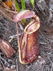 big red pitcher with white lip.JPG (123 KB)